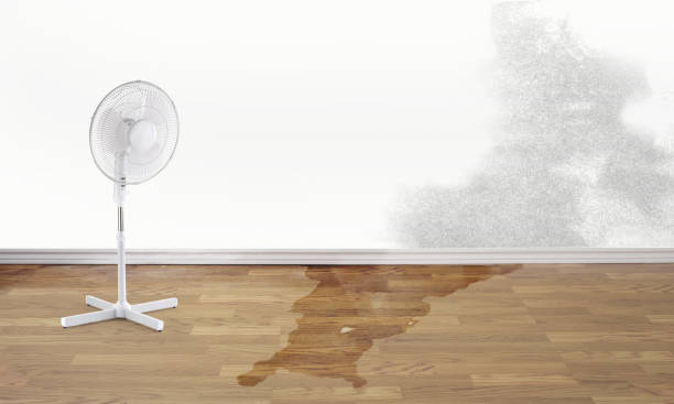 Best Local water damage restoration  in Barbourville, KY